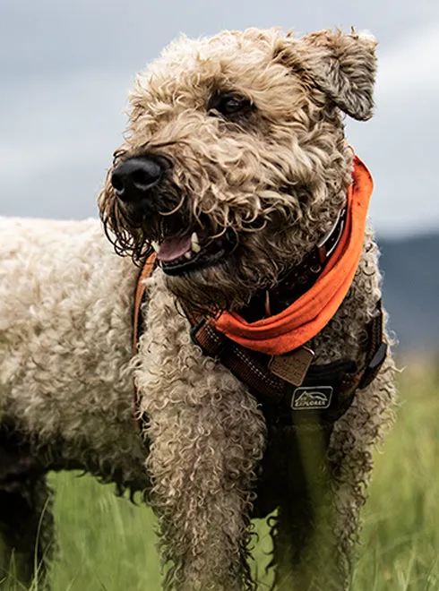 BUFF DOG NECKWEAR