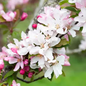 Crab Apple 'Red Obelisk' 12Ltr Pot