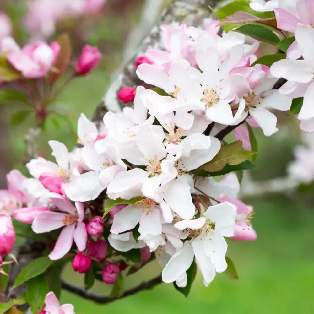 Crab Apple 'Red Obelisk' 12Ltr Pot