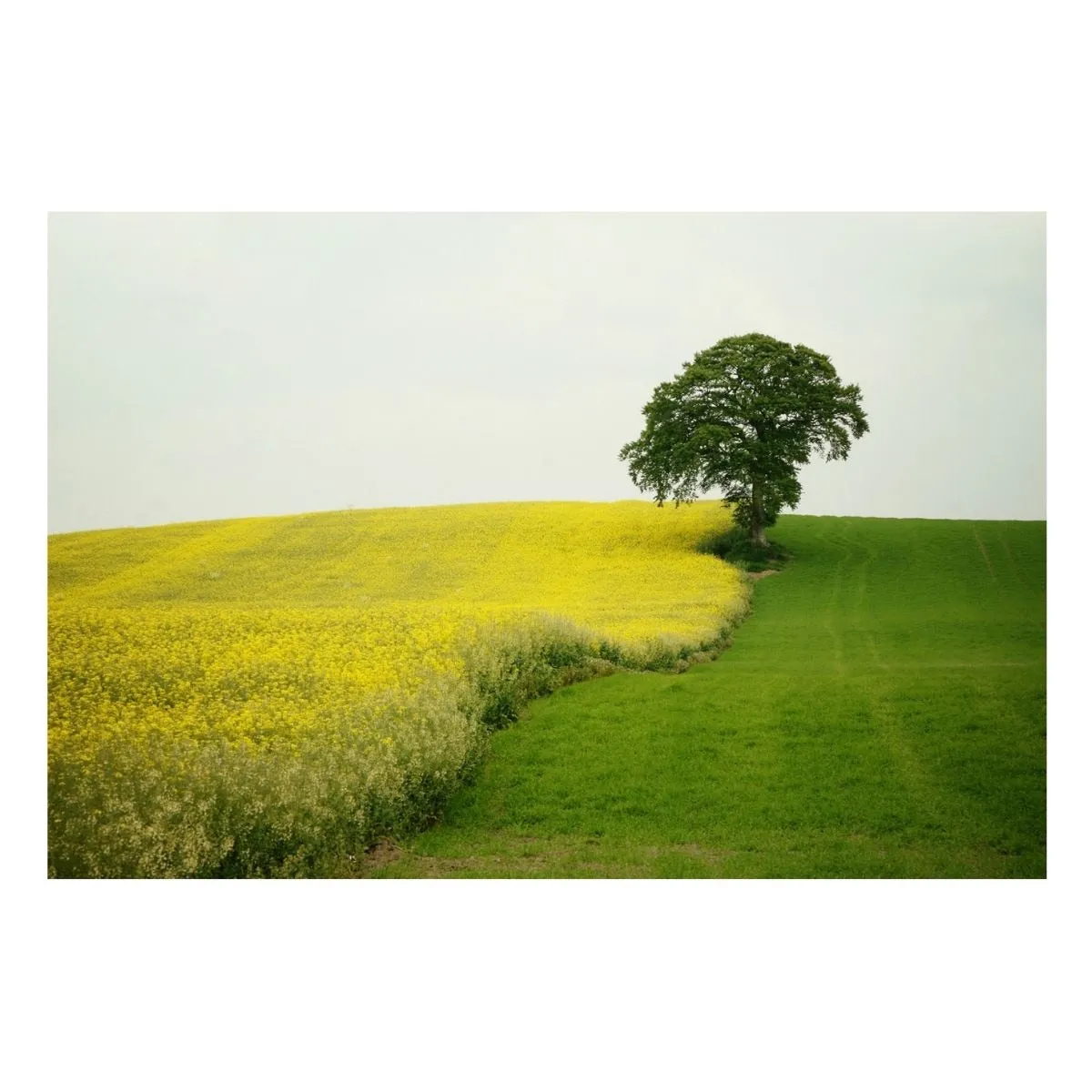 "Ireland Tree" | Travel Photography Print