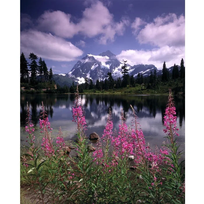 Spring Meadow Printed Backdrop